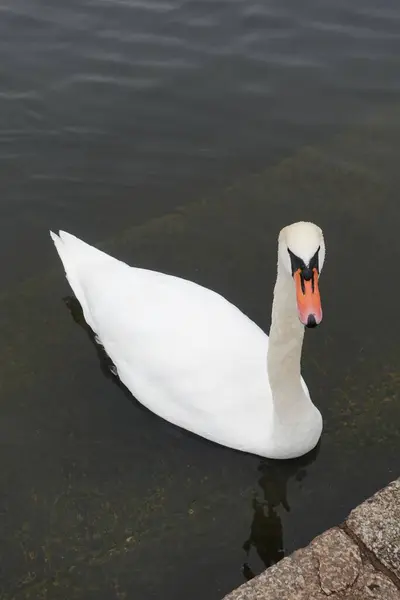Вертикальный Снимок Немого Белого Лебедя Цвета Лебедя Плавающего Озере — стоковое фото