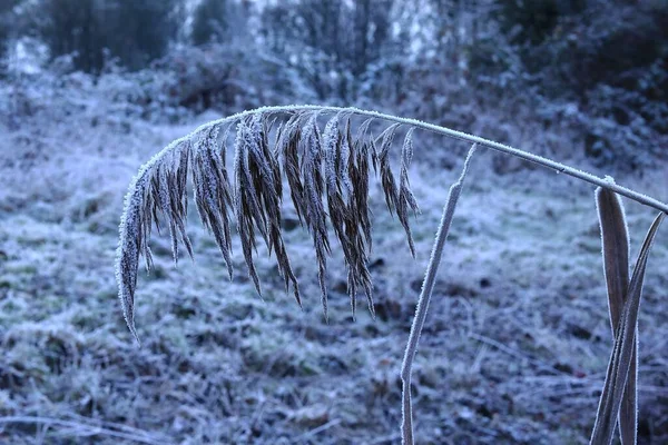Tiro Close Ramo Com Folhas Cobertas Geada Uma Floresta Inverno — Fotografia de Stock