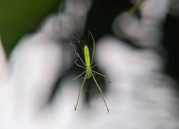 Eine Nahaufnahme Einer Langjagen Spinne Netz — Stockfoto