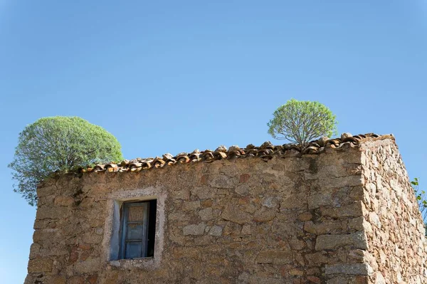 在Lollove Sardinia村被遗弃的中世纪房子的屋顶上种了树 — 图库照片