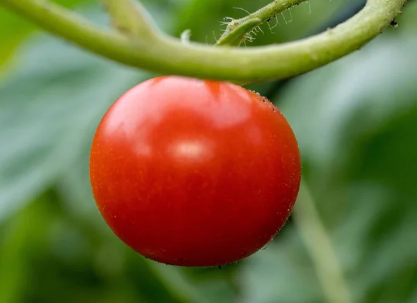 つるから吊るされた赤いトマトのクローズアップ — ストック写真