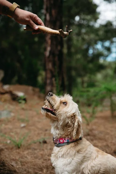 Tüylü Kahverengi Bir Köpeğin Elinde Sopa Tutan Bir Ele Baktığı — Stok fotoğraf