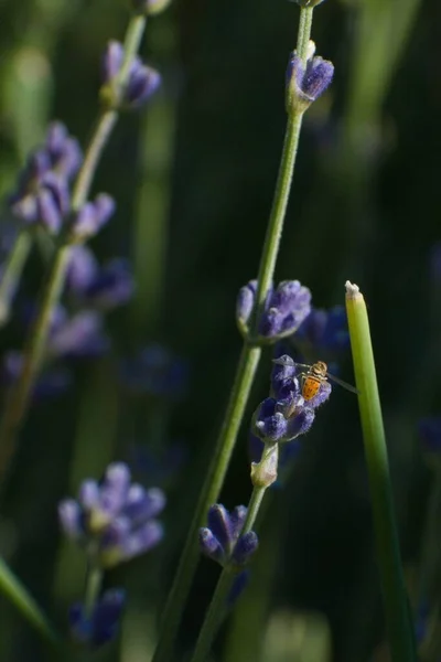 Vertical Shot Bumblebee Lavender Growing Field Blurry Background — Stock Photo, Image
