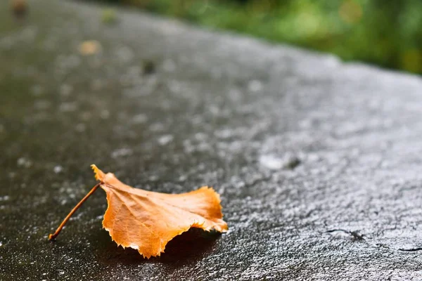 Herbstliches Blatt Das Auf Einer Steinoberfläche Sitzt Buntes Herbstblatt — Stockfoto