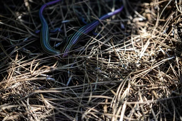 Seekor Kadal Skink Rumput Liar Dengan Sinar Matahari — Stok Foto