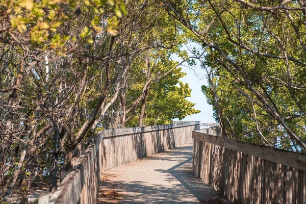 Caminho Madeira Atravessando Manguezal Key Biscayne Miam Florida — Fotografia de Stock