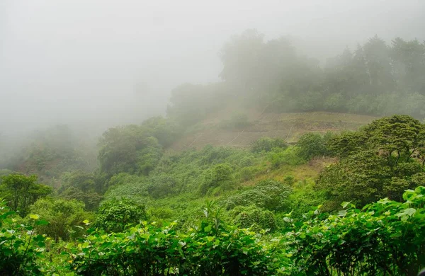 Красивый Снимок Зеленых Лесов Гор Туманный День — стоковое фото