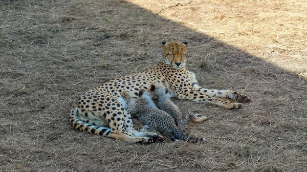 Een Vrouwelijke Cheeta Die Haar Welpen Voedt Grond Bedekt Met — Stockfoto