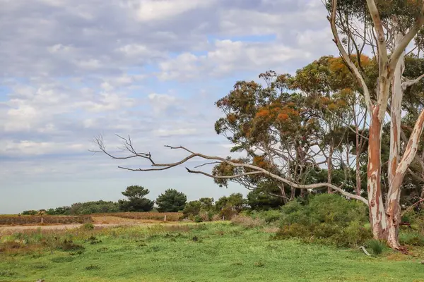 田舎の緑の畑にある長いユーカリの木 — ストック写真