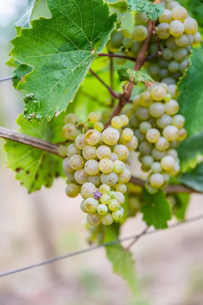 Een Verticaal Zicht Trossen Groene Druiven Hangend Aan Plant Bij — Stockfoto