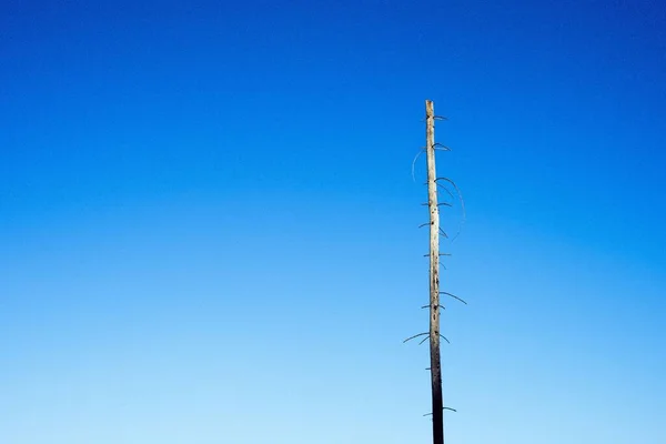 Ein Hoher Trockener Baumstamm Gegen Den Blauen Klaren Himmel — Stockfoto