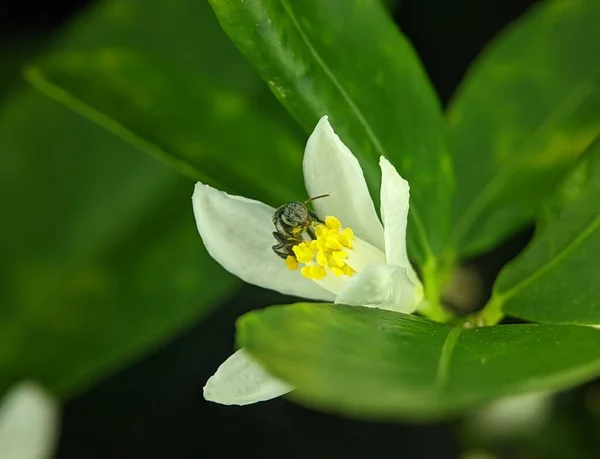 Closeup Stingless Bee Bud White Flower — Stock Photo, Image