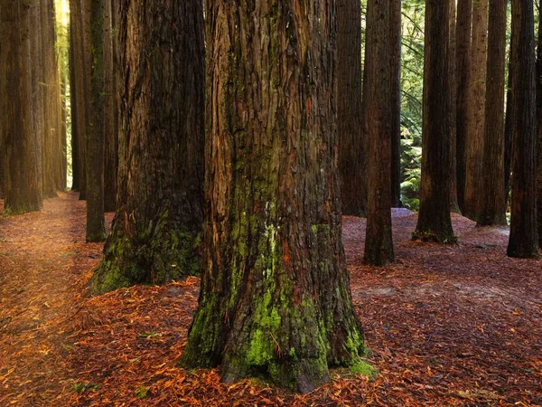 Sequoia California Redwood Boomstammen Met Mos Sfeervol Middaglicht Begane Grond — Stockfoto