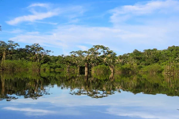 Красивая Природа Озером Красивые Зеленые Деревья Дневное Время — стоковое фото