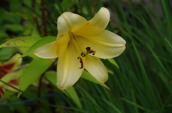 Closeup Yellow Trumpet Aurelian Hybrids Flower — Stock Photo, Image