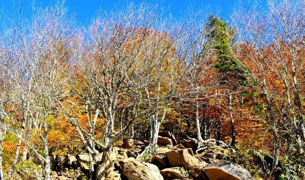 一个五彩缤纷的秋天的公园 蓝天下的大石头 — 图库照片