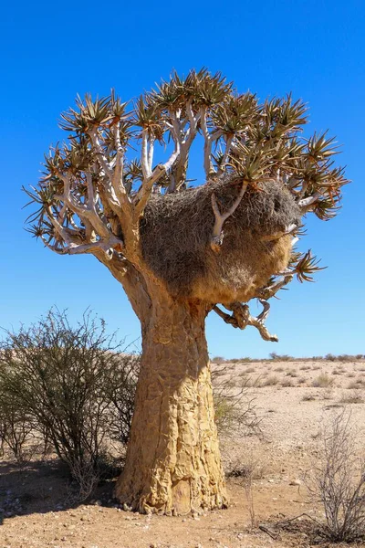 Pionowy Strzał Afrykańskiego Baobaba Adansonia Digitata Towarzyskim Tkackim Gniazdem Tym — Zdjęcie stockowe