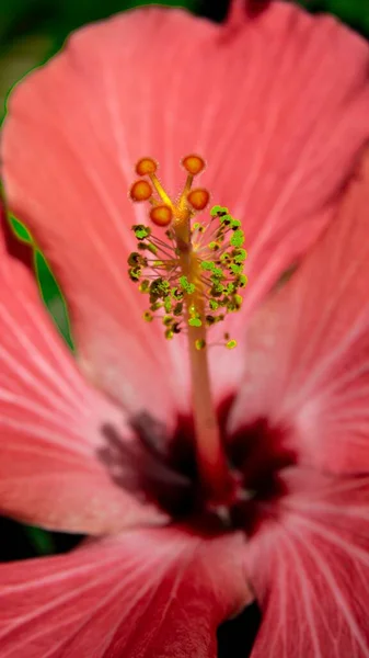晴れた日に庭のピンクの花のクローズアップショット — ストック写真