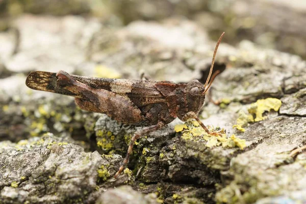 Closeup Rattle Grasshopper Its Natural Habitat — Stock Photo, Image