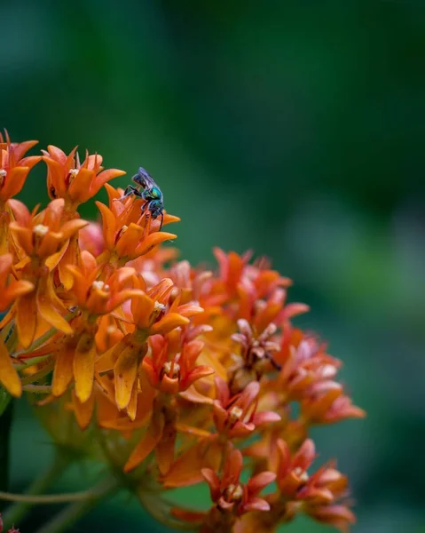 果蝇对橙花的选择性关注 — 图库照片