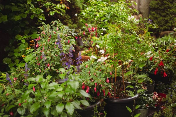 A view of the plants and flower pots in the garden