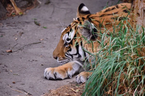 Una Vista Lateral Tigre Amur Acostado Hábitat Zoológico —  Fotos de Stock