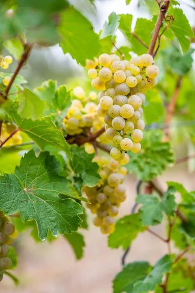 Vertical View Bunches Green Grapes Hanging Plant Vineyard — Stock Photo, Image