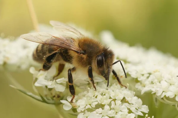 Eine Nahaufnahme Von Apis Mellifera Oder Europäischen Honigbienen Die Weiße — Stockfoto