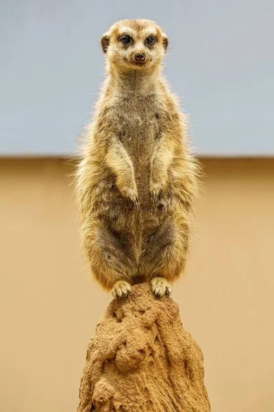 스러운 미어캣 — 스톡 사진