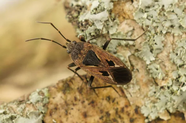 Primer Plano Graptopeltus Lynceus Insecto Arrastrándose Sobre Las Rocas —  Fotos de Stock