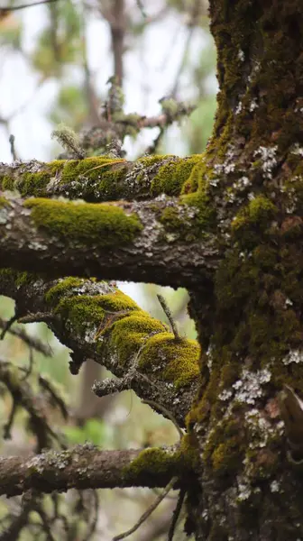 木の枝の苔のクローズアップ — ストック写真