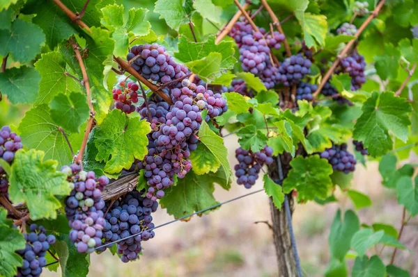 Крупный План Пучков Фиолетового Винограда Свисающих Растения Винограднике — стоковое фото