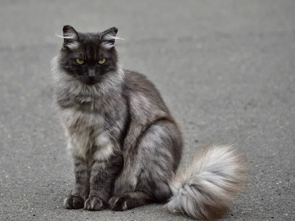一只可爱的毛茸茸的猫坐在柏油路上 — 图库照片
