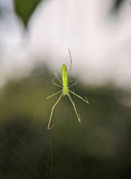 一只长爪球织蜘蛛在网上的特写镜头 — 图库照片