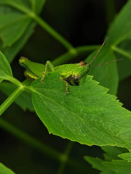 Detailní Záběr Zeleného Kobylky Zeleném Listu — Stock fotografie