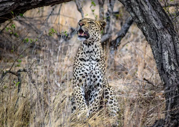 Μια Θέα Ενός Όμορφου Leopard Ένα Χωράφι Ξερό Γρασίδι — Φωτογραφία Αρχείου