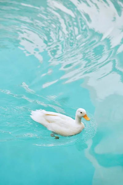 stock image A white duck swimming on the clear blue water