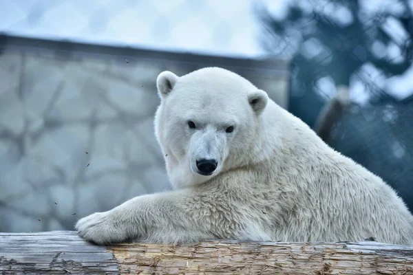Μια Πολική Αρκούδα Ακουμπισμένη Ένα Κούτσουρο Ένα Ζωολογικό Κήπο — Φωτογραφία Αρχείου