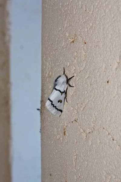 Closeup White Moth Black Patterns Wings Wall — Stock Photo, Image