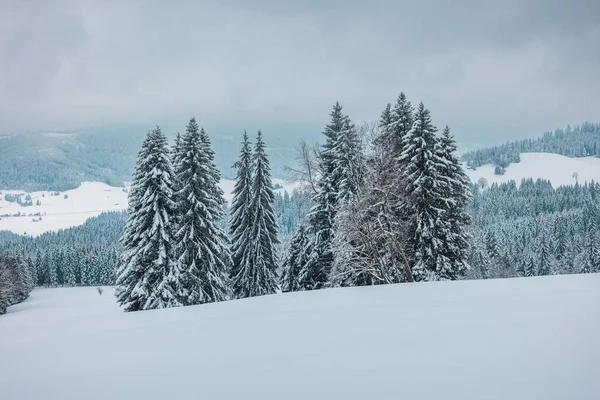 Красивый Снимок Замерзших Деревьев Покрытых Снегом Снежных Белых Горах Облачным — стоковое фото