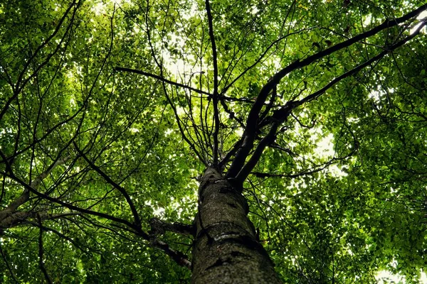 Μια Χαμηλή Γωνία Ενός Δέντρου Πολλά Πράσινα Φύλλα Που Καλύπτουν — Φωτογραφία Αρχείου