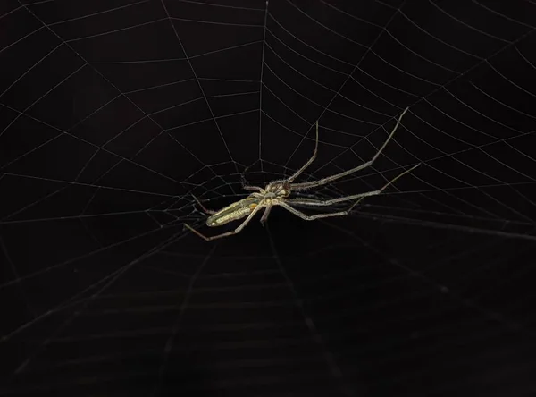 蜘蛛网上的银色伸缩蜘蛛在黑色背景下的特写 — 图库照片