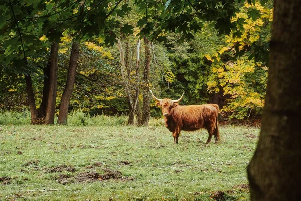 Een Bruine Gezonde Stier Grazend Een Groene Sappige Weide — Stockfoto