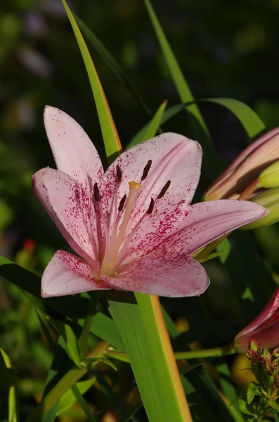 Closeup Pink Lilium Brownii Flower — Stock Photo, Image