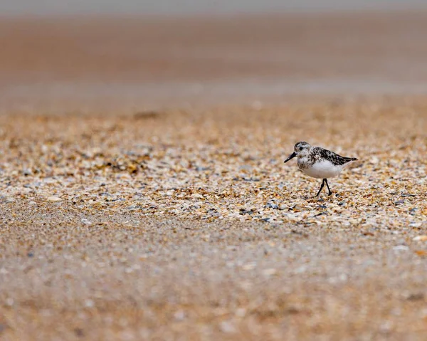 Een Ruddy Turnstone Vogel Het Strand Van Augustine Florida Verenigde — Stockfoto