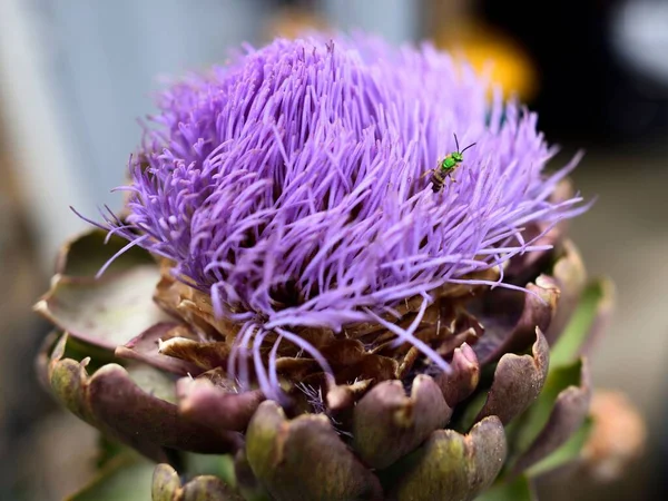Closeup Shot Insect Purple Blossom Globe Artichoke — Stock Photo, Image