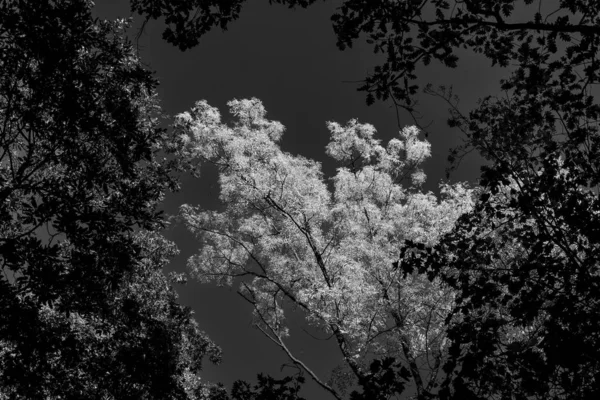 Gråskala Trädväxter Parken Mörk Himmel — Stockfoto