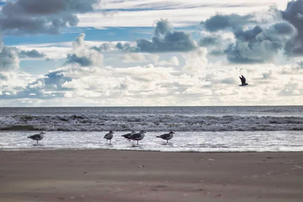 Row Seagulls Shore Ocean Clouds Blue Sky — Stock Photo, Image