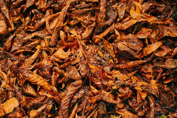 Ein Hintergrund Aus Gefallenen Nassen Herbstblättern — Stockfoto