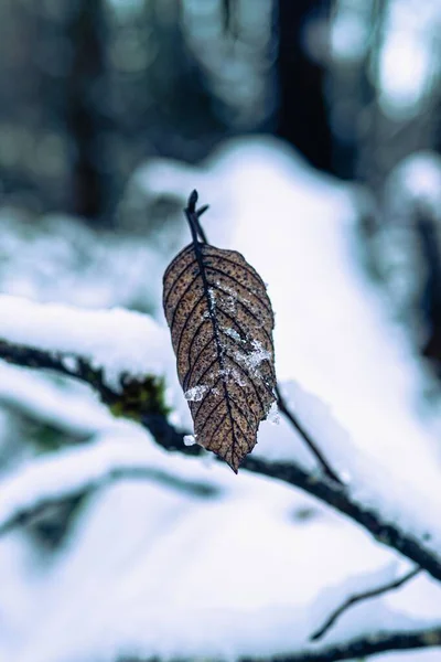 Karlı Daldaki Kahverengi Kuru Yaprağın Dikey Seçici Odak Noktası — Stok fotoğraf